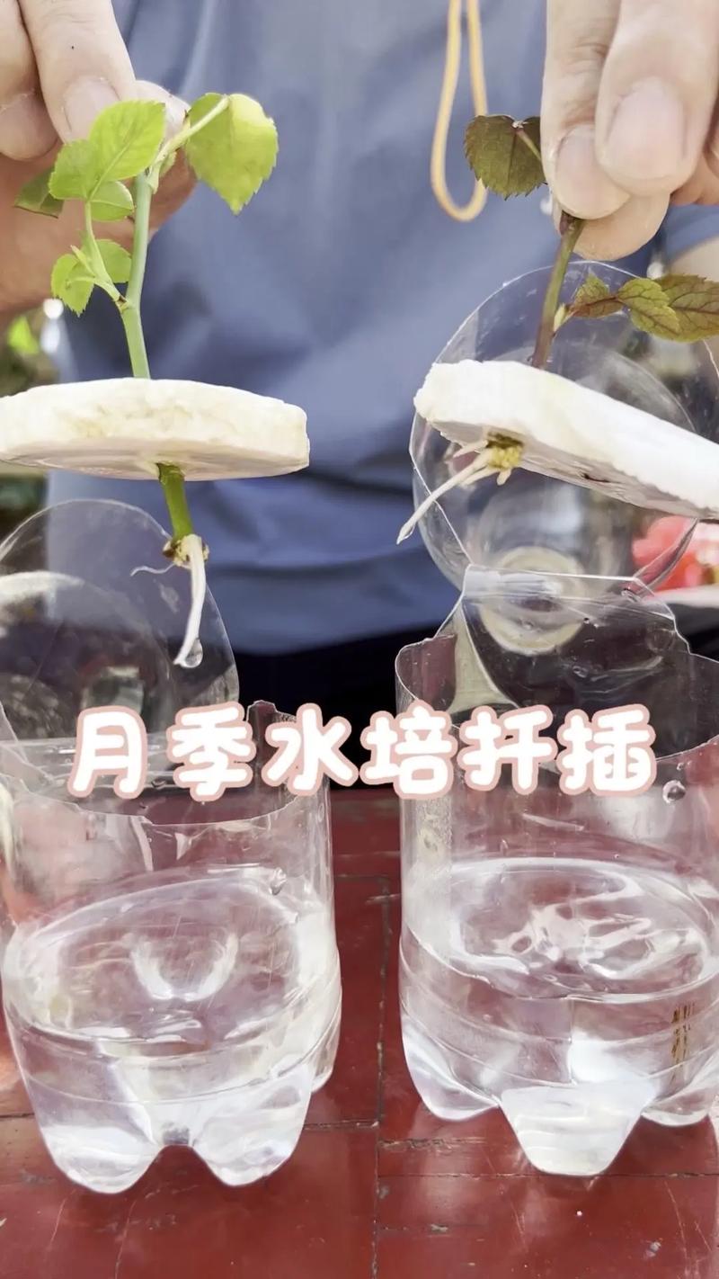 水培绿萝扦插如何快速生根?-第2张图片-吾爱花网 水培绿萝扦插如何快速生根?-第2张图片-吾爱花网