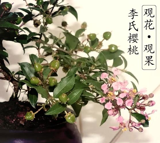 盆栽樱桃冬天怎么保暖防冻？-第3张图片-吾爱花网