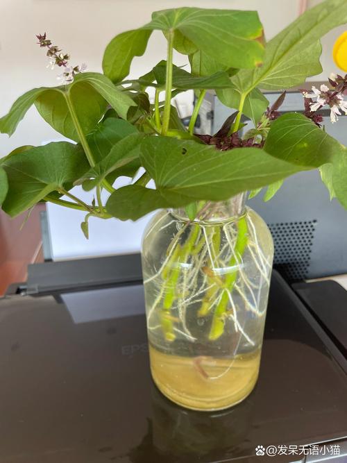 水培植物冬天为何不养在水里?-第3张图片-吾爱花网 水培植物冬天为何不养在水里?-第3张图片-吾爱花网