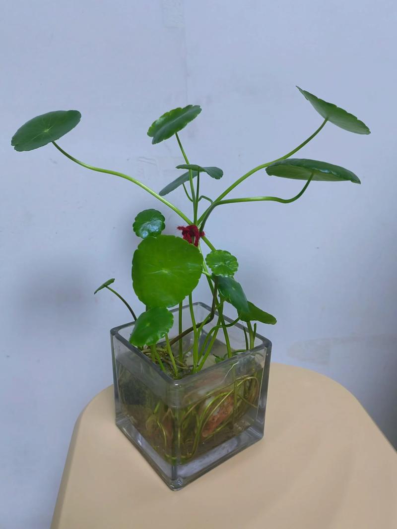 水培植物冬天为何不养在水里？-第2张图片-吾爱花网