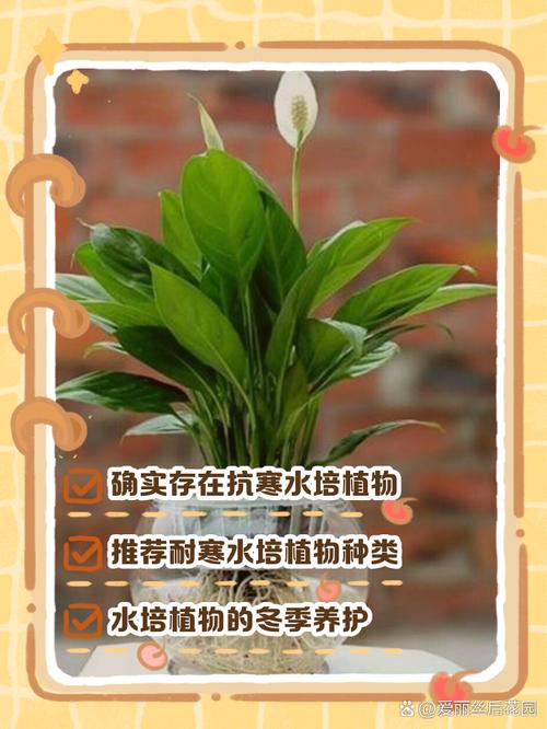 水培植物冬天为何不养在水里?-第1张图片-吾爱花网 水培植物冬天为何不养在水里?-第1张图片-吾爱花网
