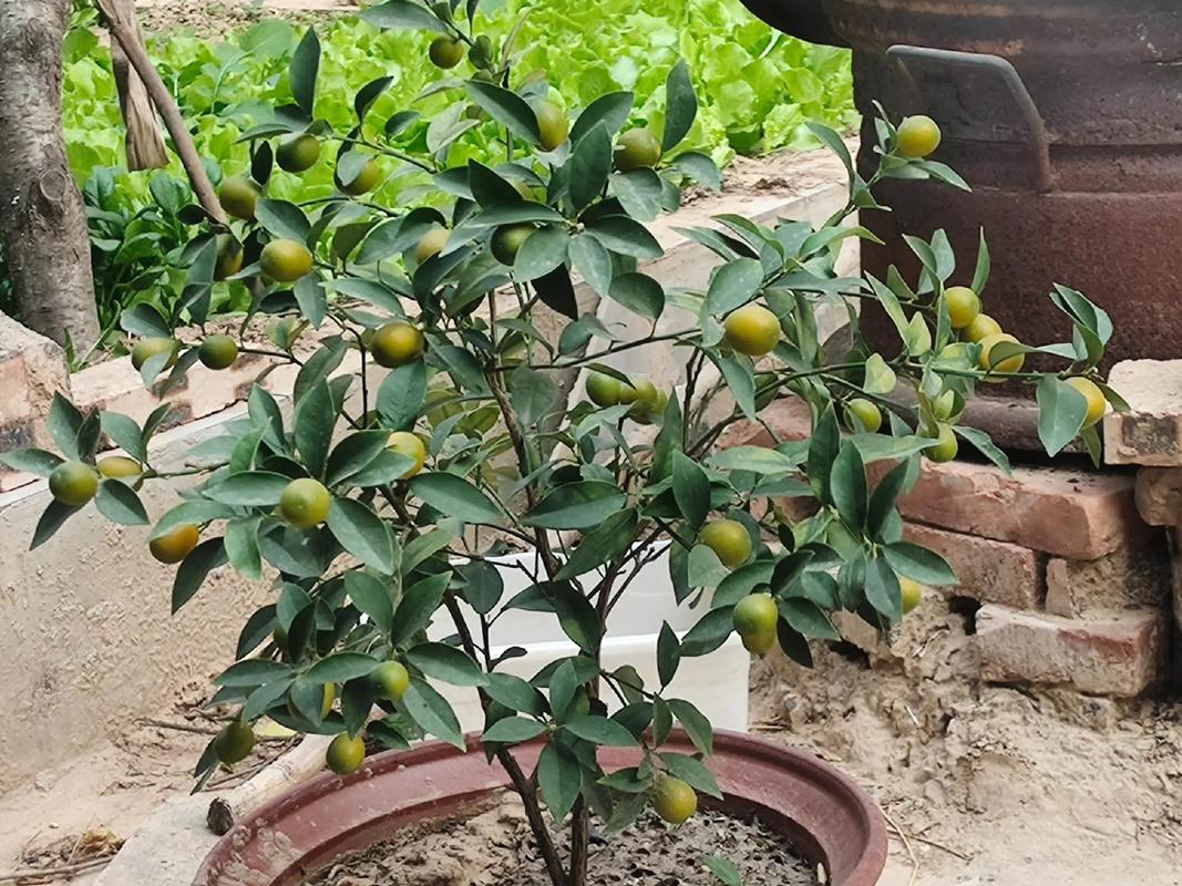 小金桔盆栽如何促结果?养护关键在哪?-第3张图片-吾爱花网 小金桔盆栽如何促结果?养护关键在哪?-第3张图片-吾爱花网