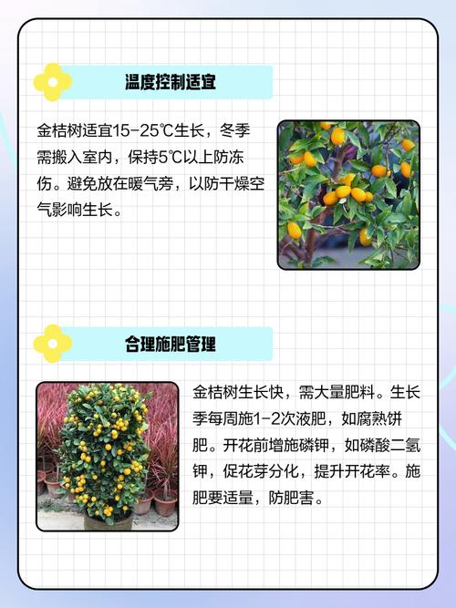 小金桔盆栽如何促结果?养护关键在哪?-第2张图片-吾爱花网 小金桔盆栽如何促结果?养护关键在哪?-第2张图片-吾爱花网