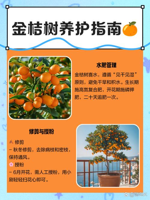 北方盆栽桔子冬天怎么养?-第3张图片-吾爱花网 北方盆栽桔子冬天怎么养?-第3张图片-吾爱花网