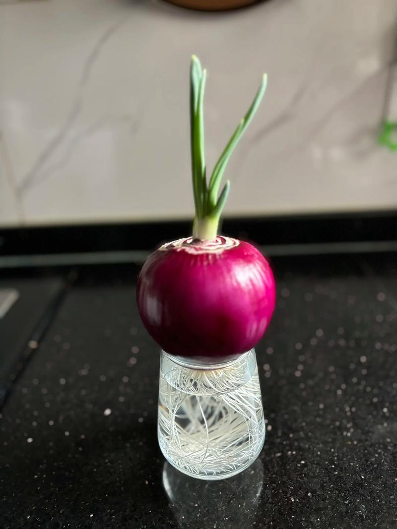 水培洋葱烂心是怎么回事-第1张图片-吾爱花网 水培洋葱烂心是怎么回事-第1张图片-吾爱花网