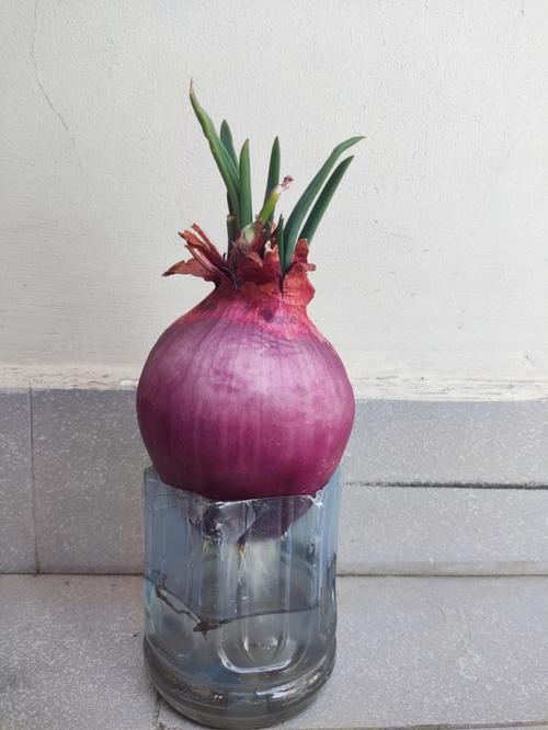 水培洋葱烂心是怎么回事-第2张图片-吾爱花网