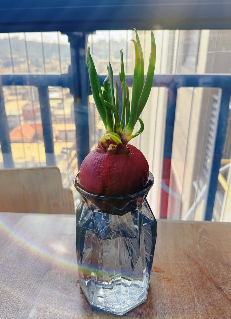 水培洋葱烂心是怎么回事-第3张图片-吾爱花网 水培洋葱烂心是怎么回事-第3张图片-吾爱花网