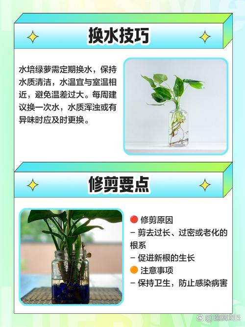 多肉土能种绿萝吗?土质差异会影响生长吗?-第1张图片-吾爱花网 多肉土能种绿萝吗?土质差异会影响生长吗?-第1张图片-吾爱花网