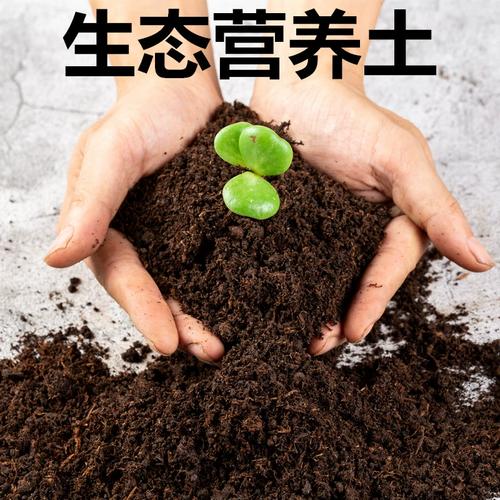 多肉土能种绿萝吗?土质差异会影响生长吗?-第2张图片-吾爱花网 多肉土能种绿萝吗?土质差异会影响生长吗?-第2张图片-吾爱花网