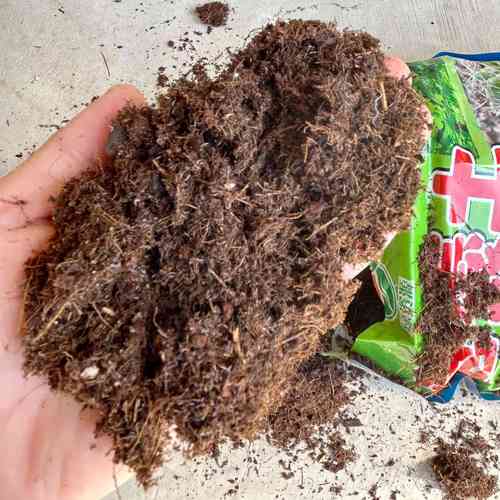 多肉土能种绿萝吗?土质差异会影响生长吗?-第3张图片-吾爱花网 多肉土能种绿萝吗?土质差异会影响生长吗?-第3张图片-吾爱花网