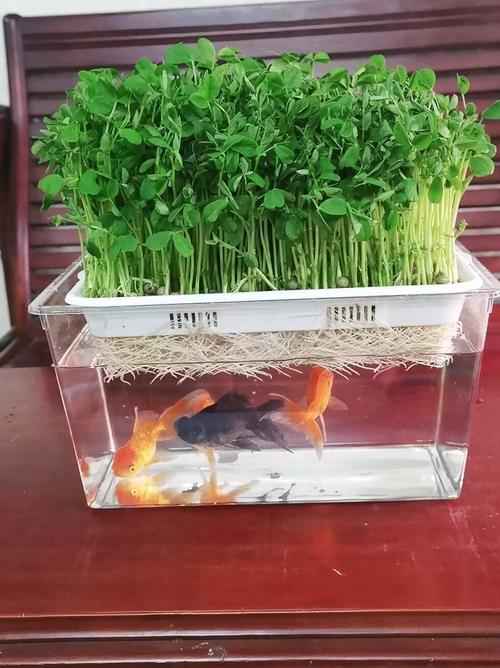 水培植物能养鱼吗?哪些鱼适合?-第1张图片-吾爱花网 水培植物能养鱼吗?哪些鱼适合?-第1张图片-吾爱花网