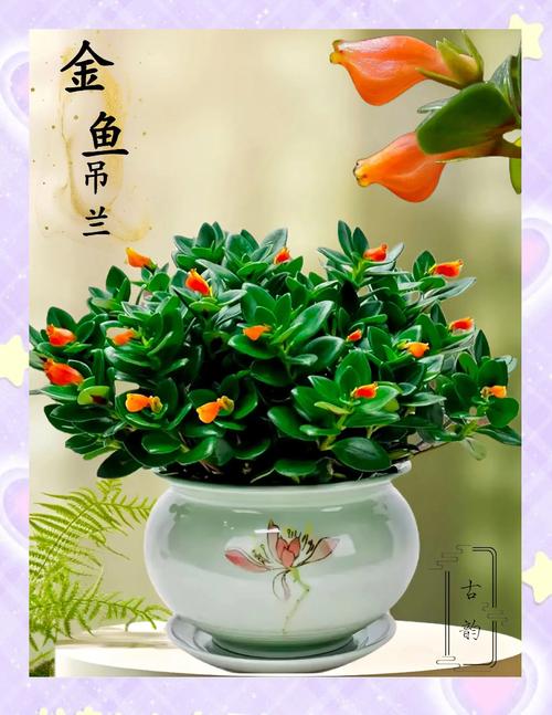 水培植物能养鱼吗？哪些鱼适合？-第2张图片-吾爱花网