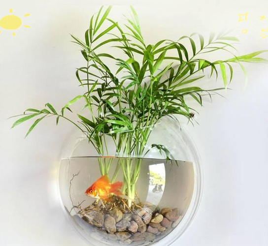 水培植物能养鱼吗？哪些鱼适合？-第3张图片-吾爱花网