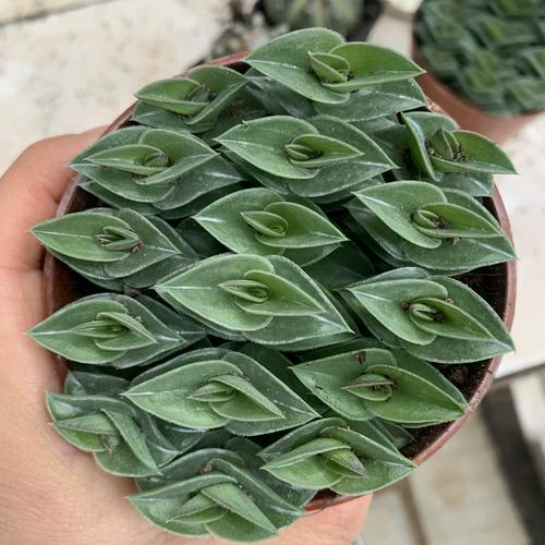 多肉植物 一帆风顺图片-第2张图片-吾爱花网 多肉植物 一帆风顺图片-第2张图片-吾爱花网