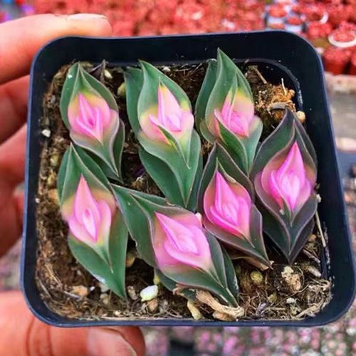 多肉植物 一帆风顺图片-第3张图片-吾爱花网 多肉植物 一帆风顺图片-第3张图片-吾爱花网