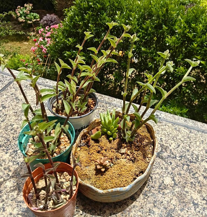 多肉植物 一帆风顺图片-第1张图片-吾爱花网 多肉植物 一帆风顺图片-第1张图片-吾爱花网