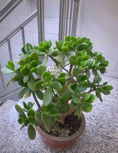 景天科多肉植物有何独特之处?-第1张图片-吾爱花网 景天科多肉植物有何独特之处?-第1张图片-吾爱花网