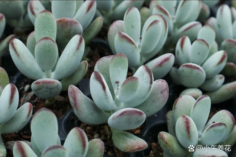 景天科多肉植物有何独特之处?-第3张图片-吾爱花网 景天科多肉植物有何独特之处?-第3张图片-吾爱花网