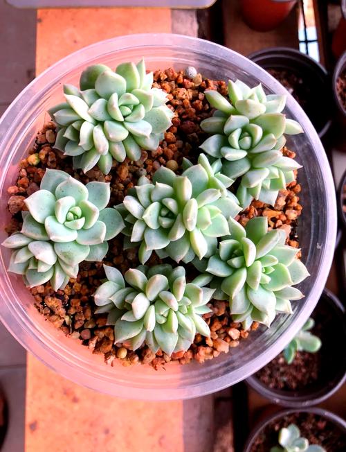 多肉叶插图片,叶芽怎么出?-第2张图片-吾爱花网 多肉叶插图片,叶芽怎么出?-第2张图片-吾爱花网