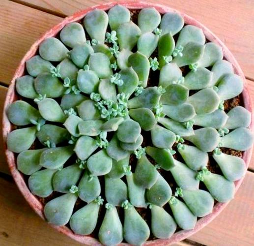 多肉叶插图片,叶芽怎么出?-第3张图片-吾爱花网 多肉叶插图片,叶芽怎么出?-第3张图片-吾爱花网