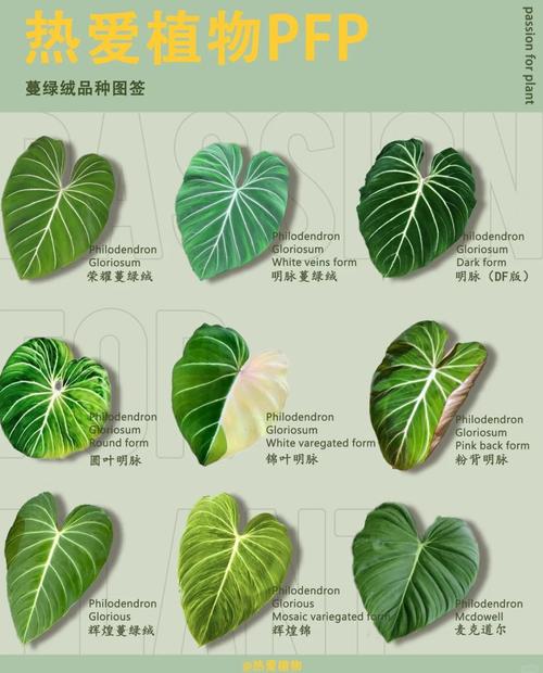 水培蔓绿绒榕怎么养才茂盛?-第1张图片-吾爱花网 水培蔓绿绒榕怎么养才茂盛?-第1张图片-吾爱花网