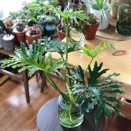 水培蔓绿绒榕怎么养才茂盛?-第3张图片-吾爱花网 水培蔓绿绒榕怎么养才茂盛?-第3张图片-吾爱花网