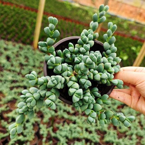 鹿角海棠怎么养?养护要点有哪些?-第1张图片-吾爱花网 鹿角海棠怎么养?养护要点有哪些?-第1张图片-吾爱花网