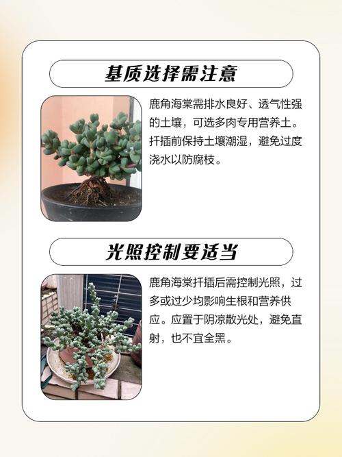 鹿角海棠怎么养？养护要点有哪些？-第3张图片-吾爱花网