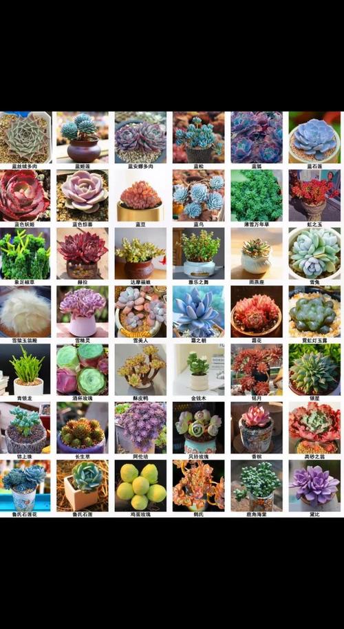 1000种多肉植物图鉴-第2张图片-吾爱花网 1000种多肉植物图鉴-第2张图片-吾爱花网