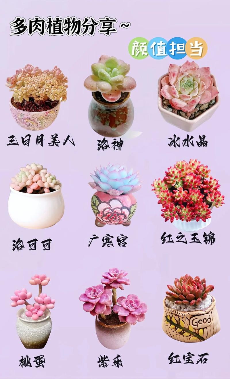 1000种多肉植物图鉴-第3张图片-吾爱花网 1000种多肉植物图鉴-第3张图片-吾爱花网