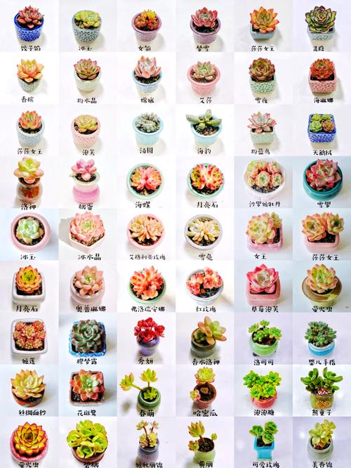 1000种多肉植物图鉴-第1张图片-吾爱花网 1000种多肉植物图鉴-第1张图片-吾爱花网