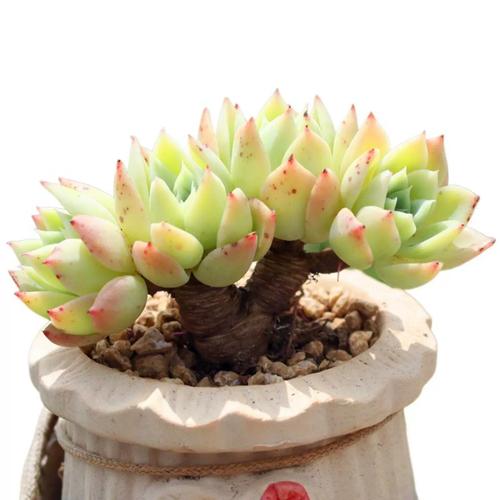 多肉木质化难?快掌握这3个关键!-第3张图片-吾爱花网 多肉木质化难?快掌握这3个关键!-第3张图片-吾爱花网