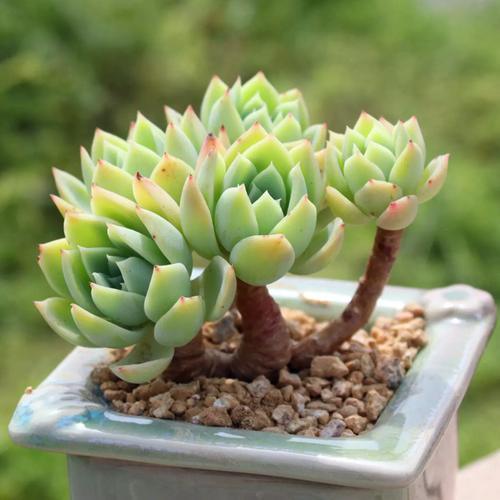 多肉木质化难？快掌握这3个关键！-第2张图片-吾爱花网