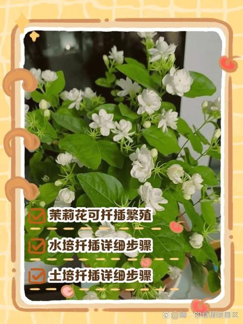 盆栽小仙女花卉怎样繁殖?-第3张图片-吾爱花网 盆栽小仙女花卉怎样繁殖?-第3张图片-吾爱花网