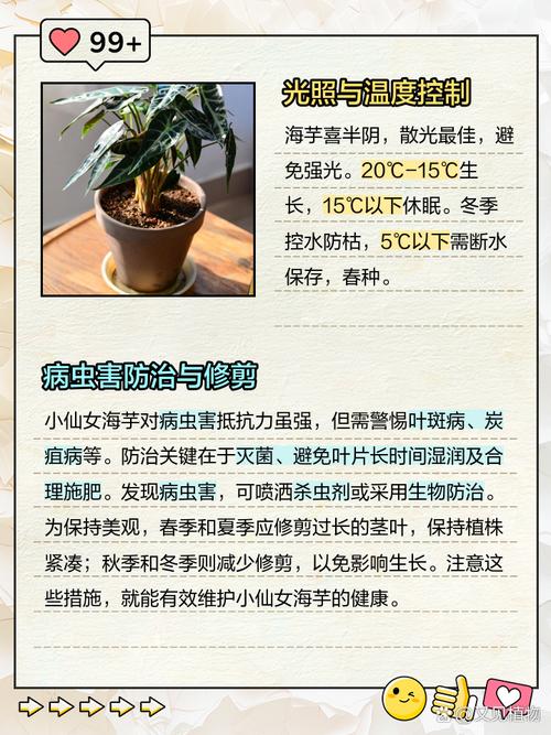 盆栽小仙女花卉怎样繁殖?-第2张图片-吾爱花网 盆栽小仙女花卉怎样繁殖?-第2张图片-吾爱花网