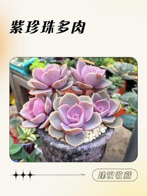 紫珍珠多肉能长多大?-第1张图片-吾爱花网 紫珍珠多肉能长多大?-第1张图片-吾爱花网
