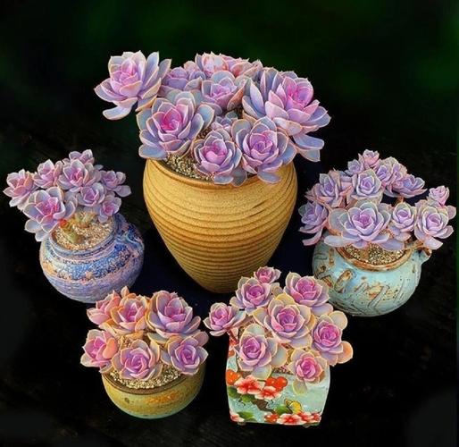 紫珍珠多肉能长多大?-第2张图片-吾爱花网 紫珍珠多肉能长多大?-第2张图片-吾爱花网