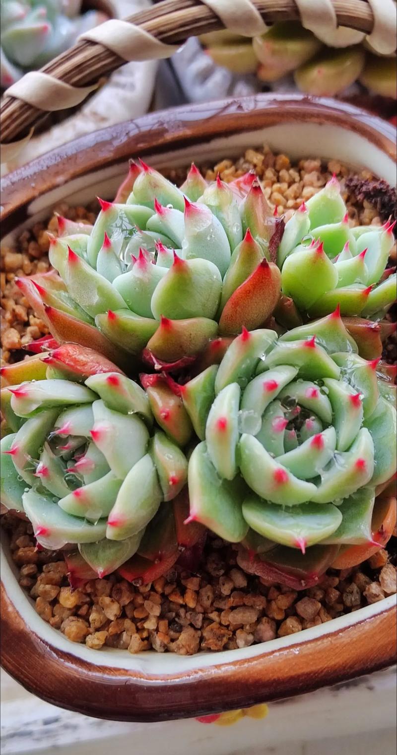 吉娃娃配土要啥比例?-第1张图片-吾爱花网 吉娃娃配土要啥比例?-第1张图片-吾爱花网