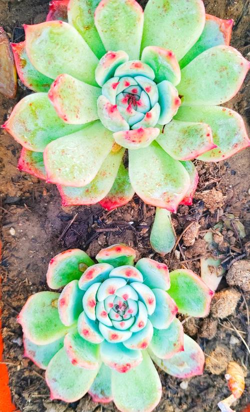 吉娃娃配土要啥比例?-第3张图片-吾爱花网 吉娃娃配土要啥比例?-第3张图片-吾爱花网