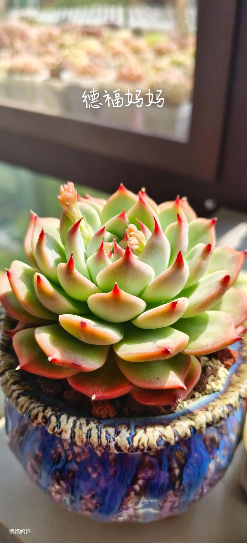 吉娃娃配土要啥比例?-第2张图片-吾爱花网 吉娃娃配土要啥比例?-第2张图片-吾爱花网