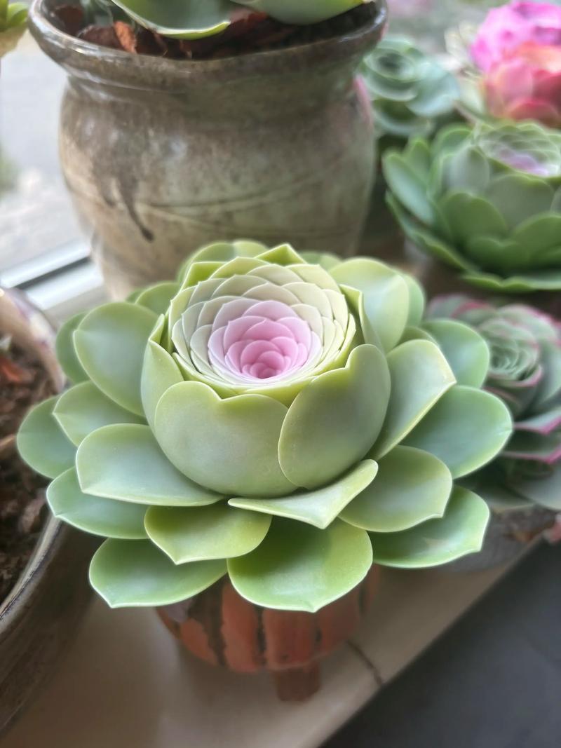 山地玫瑰多肉到底能长多大?-第1张图片-吾爱花网 山地玫瑰多肉到底能长多大?-第1张图片-吾爱花网