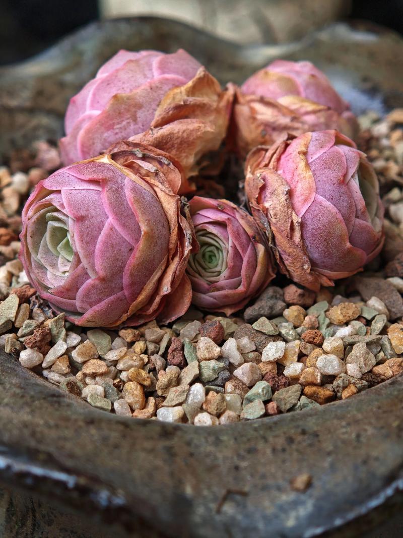 山地玫瑰多肉到底能长多大？-第3张图片-吾爱花网