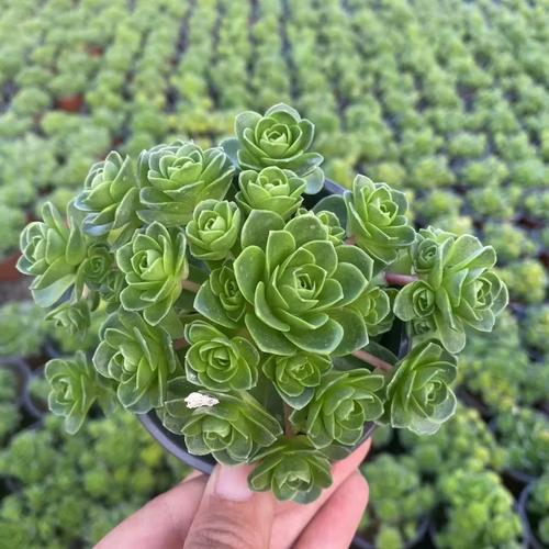 山地玫瑰多肉到底能长多大？-第2张图片-吾爱花网