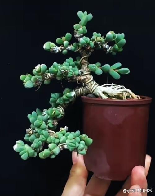 多肉鹿角海棠开花难吗？-第1张图片-吾爱花网