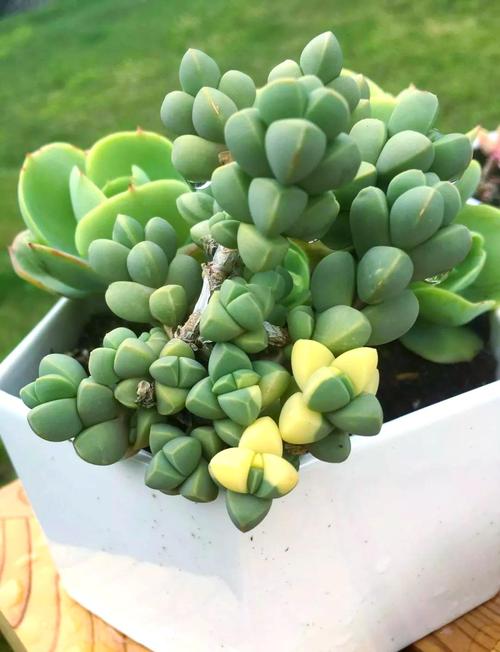 多肉鹿角海棠开花难吗？-第2张图片-吾爱花网