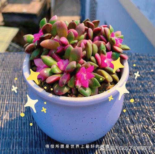 多肉鹿角海棠开花难吗？-第3张图片-吾爱花网