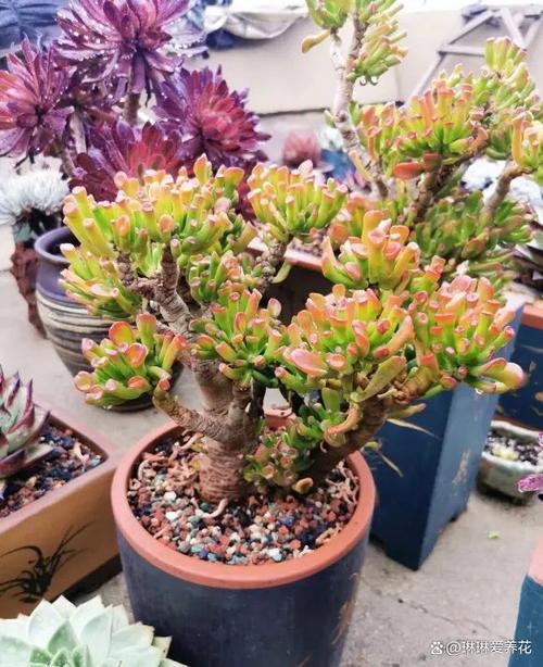 北方多肉如何安全过冬？-第2张图片-吾爱花网