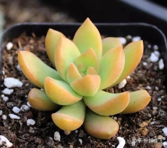 北方多肉如何安全过冬?-第1张图片-吾爱花网 北方多肉如何安全过冬?-第1张图片-吾爱花网