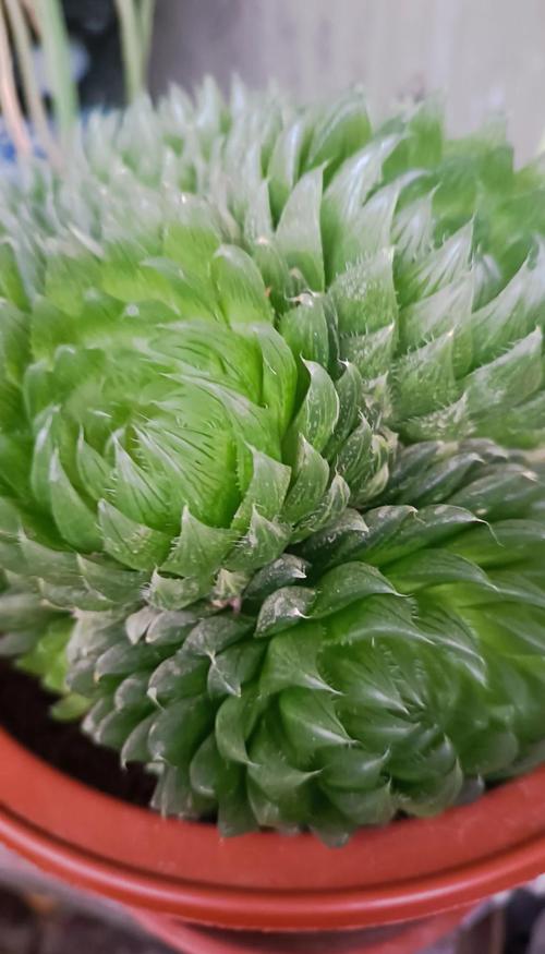 樱水晶怎么养？关键养护技巧有哪些？-第3张图片-吾爱花网