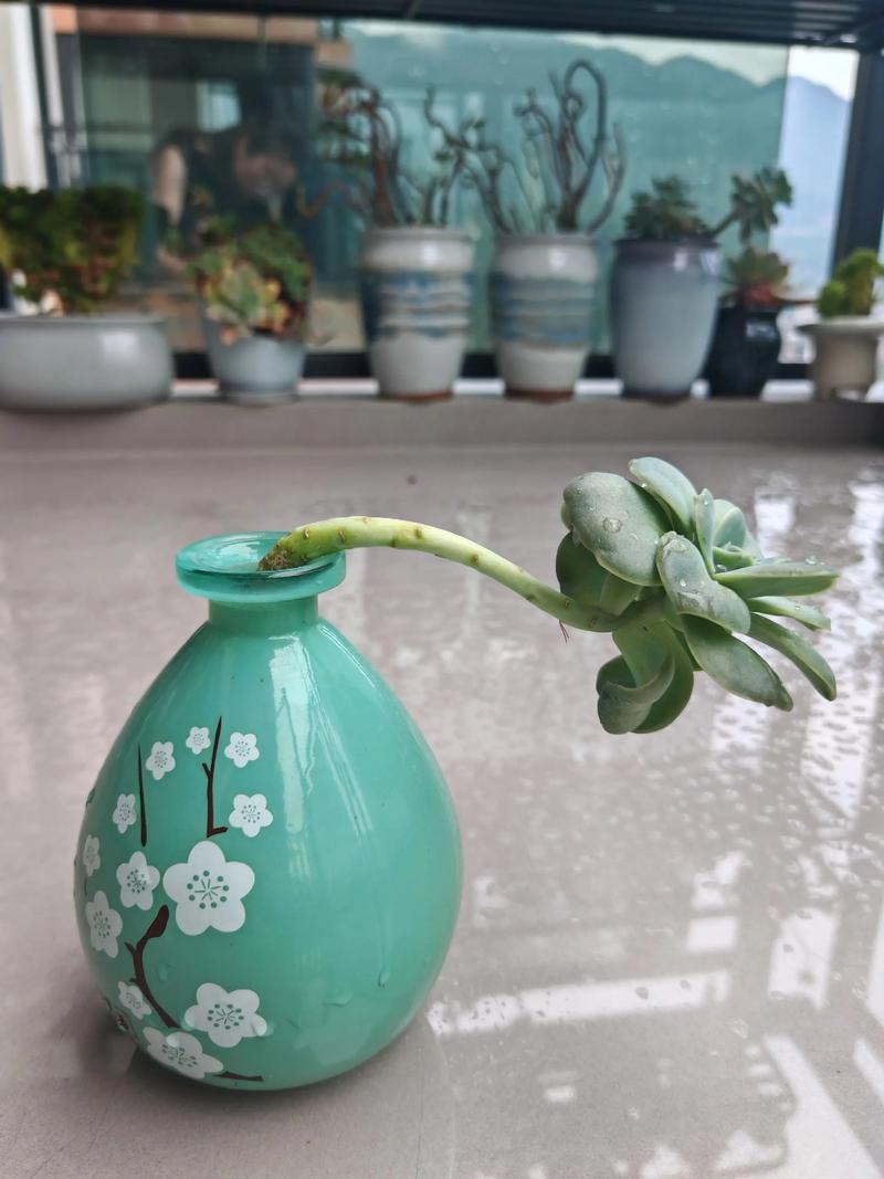 多肉玫瑰冬季淋雨会怎样?-第1张图片-吾爱花网 多肉玫瑰冬季淋雨会怎样?-第1张图片-吾爱花网